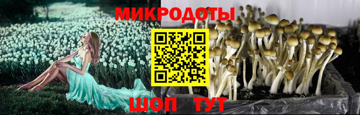 сколько стоит  Вход с VPN  Зеленогорск  Псилоцибиновые грибы мицелий 